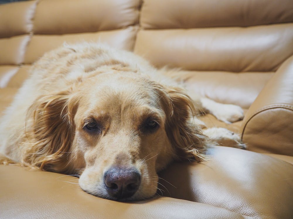 The Benefits of Installing a Home Security Pet Camera