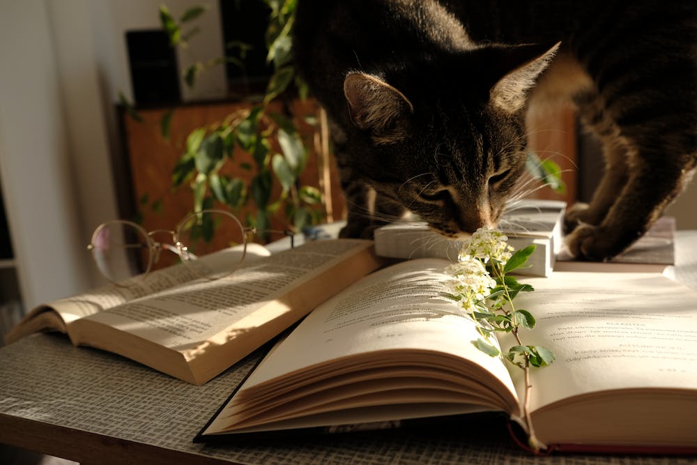 How to Create a Home Reading Nook
