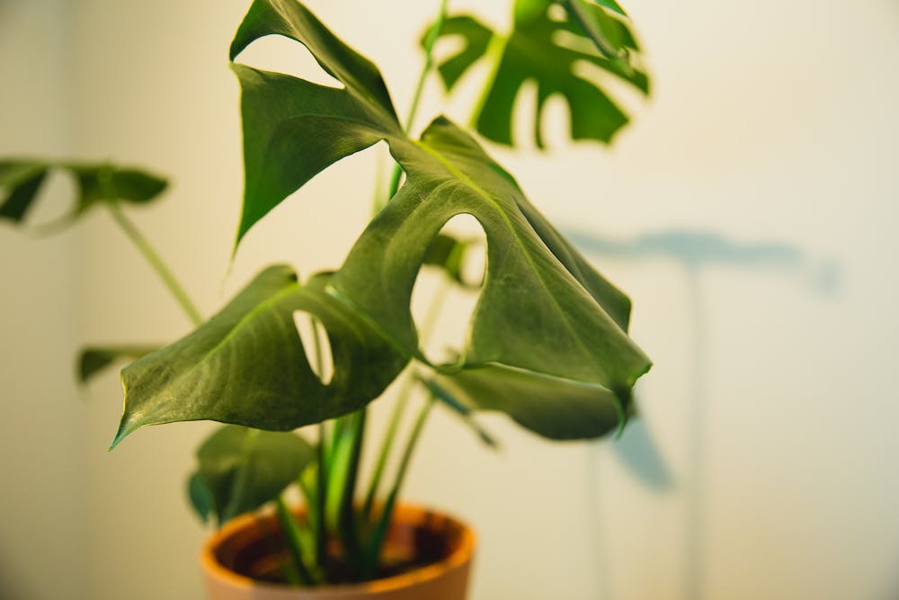 The Best Home Decor for a Tropical Theme