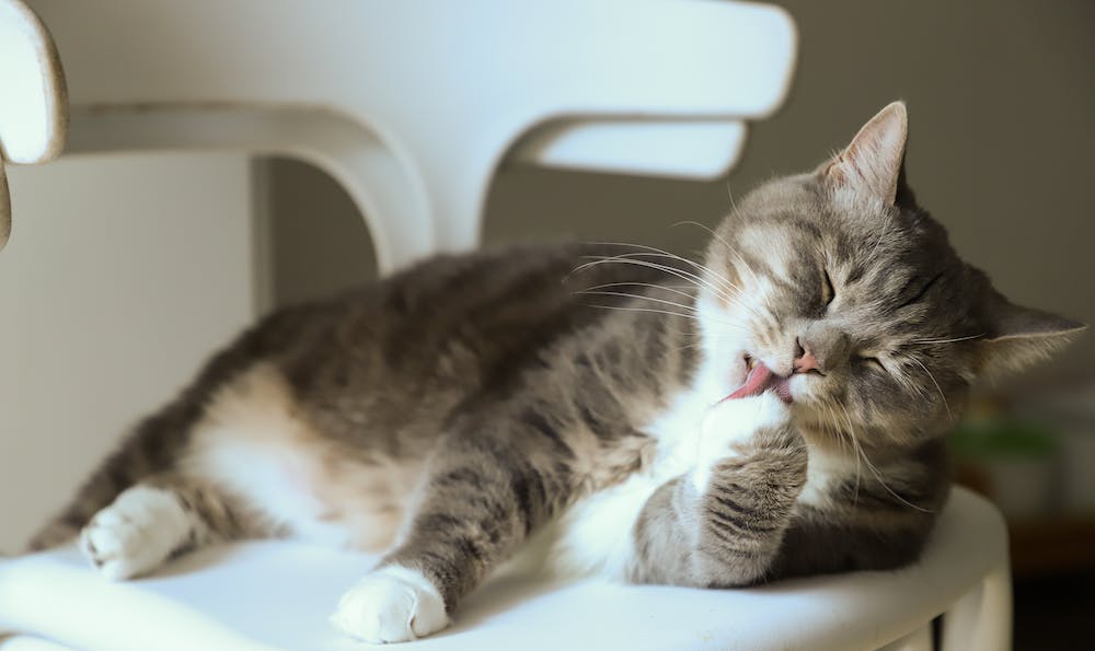 7 Home Organization Ideas for Homeowners with Pets