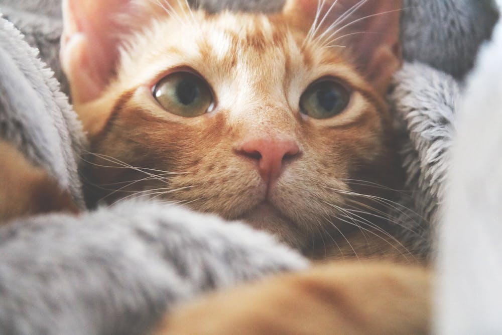 How to Create a Home Pet Haven