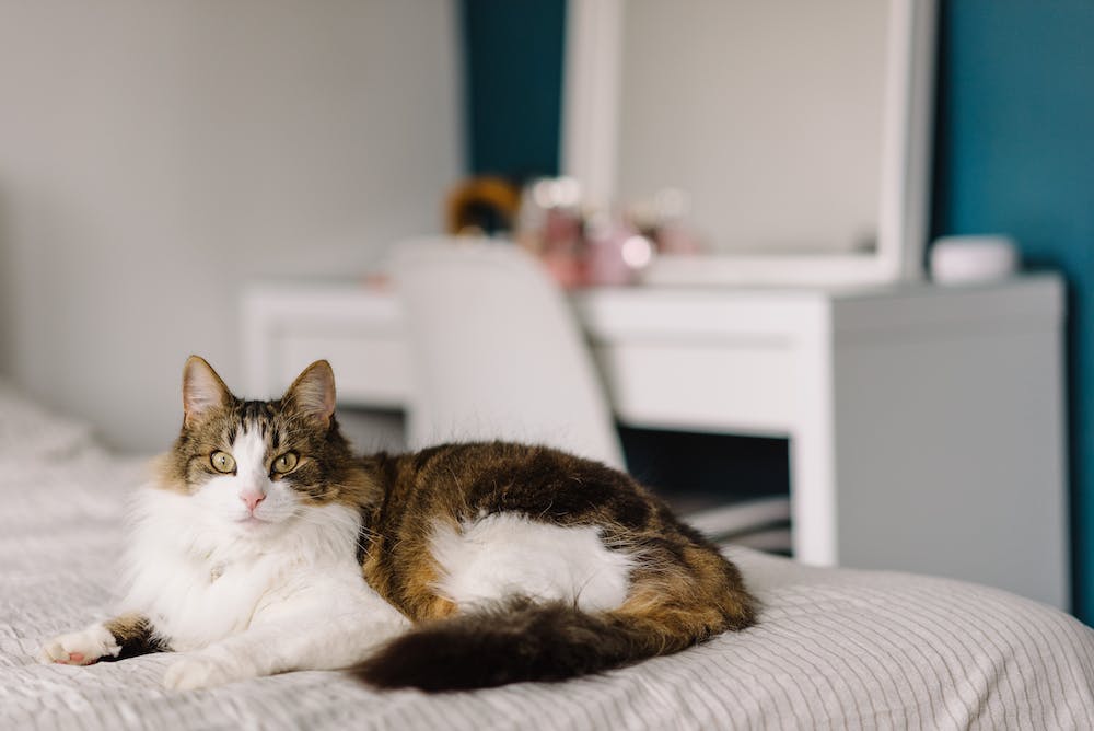 The Benefits of Installing a Home Security Pet Camera