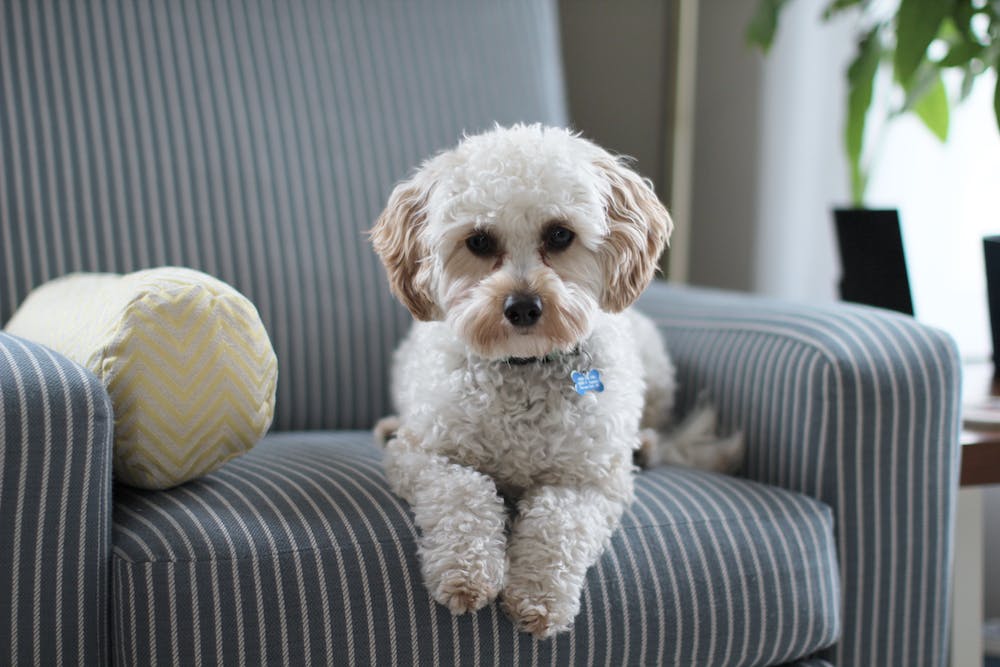 How to Create a Home Pet Haven