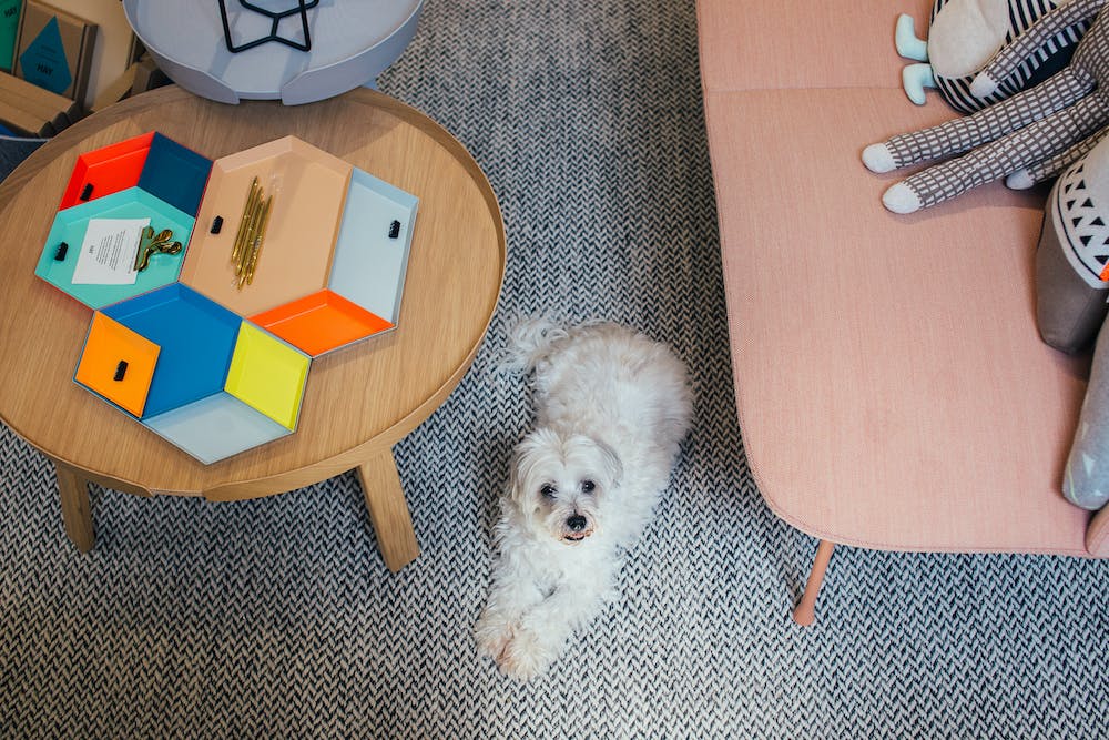The Benefits of Installing a Home Security Pet Camera