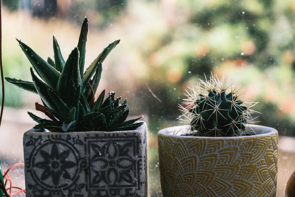 The Best Home Decor for a Tropical Theme